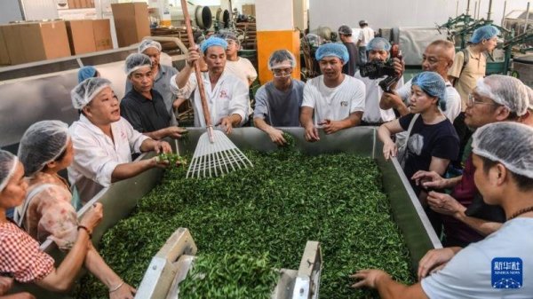 百胜证券 广西柳州：百名制茶匠人交流六堡茶技艺