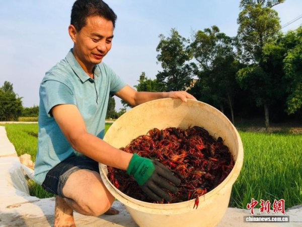 中玉束哈 “稻渔共舞”激活县域经济 四川隆昌田野间端出增收“大餐”